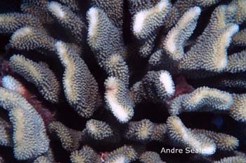 UW243-2 (pocillopora)Andre Seale